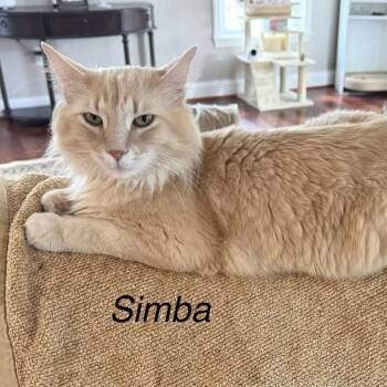 Domestic Long Hair Cats Available for Adoption in Fairfax Station, Virginia - Simba | PetCurious