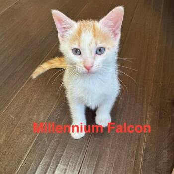 Millennium Falcon -  Domestic Short Hair Cat for Adoption in Parkersburg, West Virginia - Millennium Falcon | PetCurious