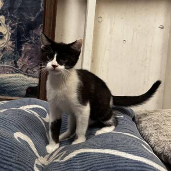 Matteo - Energy abounds -  Domestic Short Hair Cat Available for Adoption in Fountain Valley, California - Matteo - Energy Abounds | PetCurious