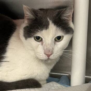 Rescue Domestic Short Hair Cats for Adoption in Salt Lake City, Utah - Ali | PetCurious