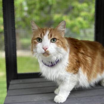 Sully -  Turkish Angora Cat for Adoption in Bountiful, Utah - Sully | PetCurious