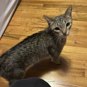 Domestic Short Hair Cats Available for Adoption in South Elgin, Illinois - Nugget - Home To Home | PetCurious