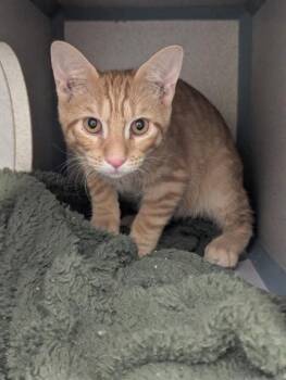 Leo - I AM AT PetSmart Northborough -  Domestic Short Hair Cat for Adoption in East Brookfield, Massachusetts - Leo - I AM AT PetSmart Northborough | PetCurious