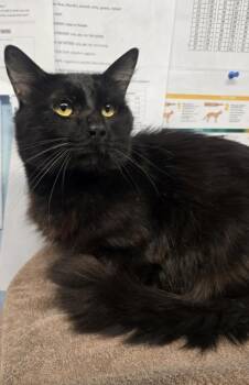 Carbon Copy -  Domestic Medium Hair and Domestic Short Hair Cat for Adoption in Roseville, California - Carbon Copy | PetCurious