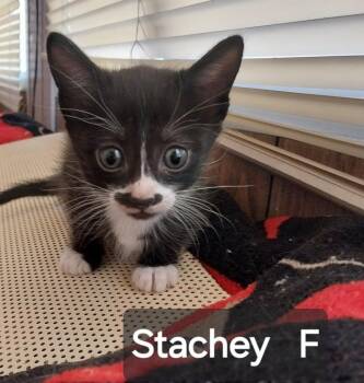 Stachey -  Domestic Short Hair Cat for Adoption in San Jacinto, California - Stachey | PetCurious