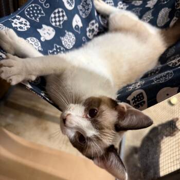 Squirrel  (The Forgotten) -  Domestic Short Hair Cat for Adoption in Lancaster, Ohio - Squirrel  (The Forgotten) | PetCurious