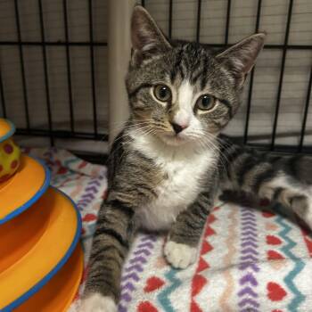 Rescue Domestic Short Hair Cats for Adoption in Cape May, New Jersey - Pip Squeak | PetCurious