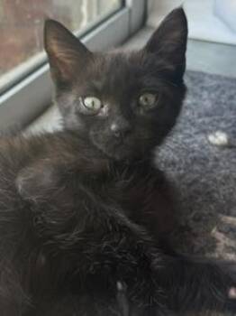 Xylophone -  Domestic Short Hair Cat for Adoption in Ruskin, Florida - Xylophone | PetCurious