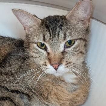 Domestic Short Hair Cats Available for Adoption in Lakewood, Colorado - Molly | PetCurious