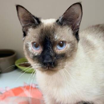 Siamese Cats Available for Adoption - Artemis | PetCurious