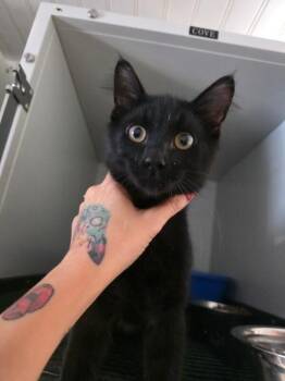 Rescue Domestic Medium Hair Cats for Adoption in Zimmerman, Minnesota - Onyx | PetCurious