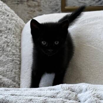 Domestic Short Hair Cats Available for Adoption in Silver Spring, Maryland - Hazel (available 5/20/26) | PetCurious