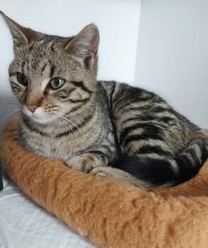 Domestic Short Hair Cats Available for Adoption - Sandi * IN FOSTER * | PetCurious