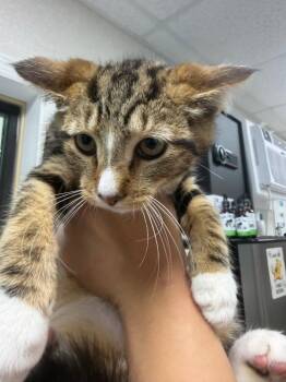 Henry -  Domestic Medium Hair Cat for Adoption in Pomona, New York - Henry | PetCurious