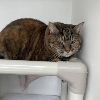 Angelina -  Domestic Short Hair Cat for Adoption in Warwick, Rhode Island - Angelina | PetCurious