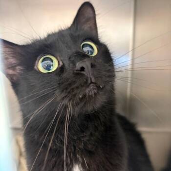 Isabel -  Domestic Short Hair Cat for Adoption in Council Bluffs, Iowa - Isabel | PetCurious