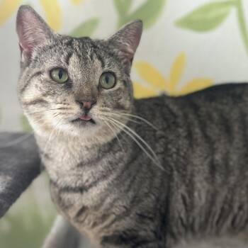 Rose -  Domestic Short Hair Cat Available for Adoption in Columbus, Ohio - Rose | PetCurious