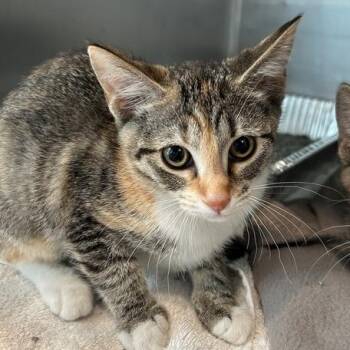 Pippy -  Domestic Short Hair Cat for Adoption in Matteson, Illinois - Pippy | PetCurious