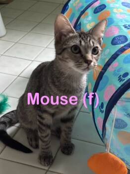 Rescue Domestic Short Hair Cats for Adoption in New Bern, North Carolina - MOUSE Kitten (f) | PetCurious