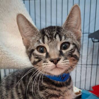Domestic Short Hair Cats Available for Adoption in Lakeland, Florida - Mirin | PetCurious
