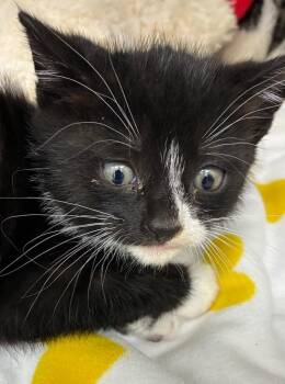 Dreamworks -  Domestic Short Hair Cat Available for Adoption in Hartsville, South Carolina - Dreamworks | PetCurious