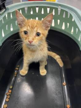 AQUARIUS -  Domestic Short Hair Cat for Adoption in Palmetto, Florida - AQUARIUS | PetCurious