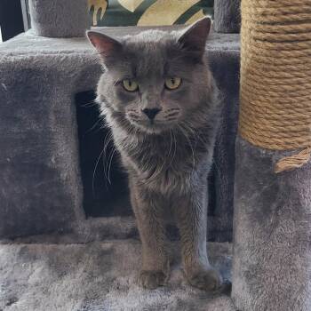 Domestic Long Hair Cats Available for Adoption in Las Vegas, Nevada - Hinge | PetCurious