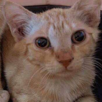 Milk -  Domestic Short Hair Cat for Adoption in New York, New York - Milk | PetCurious