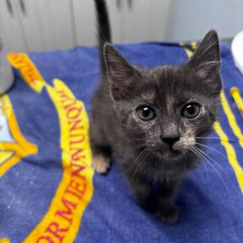 Lovey -  Domestic Medium Hair Cat for Adoption in Riverside, California - Lovey | PetCurious