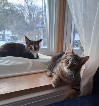 Tabby Cats Available for Adoption - Winston, Jenkintown PS, (FCID 12/16/2025-109) | PetCurious