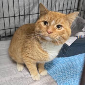 Domestic Short Hair Cats Available for Adoption - Crews | PetCurious