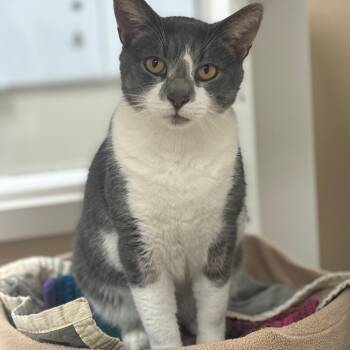 Rescue Domestic Short Hair Cats for Adoption in Mebane, North Carolina - Silas | PetCurious