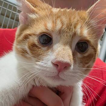Simon -  Domestic Short Hair Cat for Adoption in Leander, Texas - Simon | PetCurious