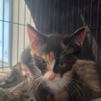 Domestic Short Hair Cats Available for Adoption in North Battleford, Saskatchewan - Munch | PetCurious