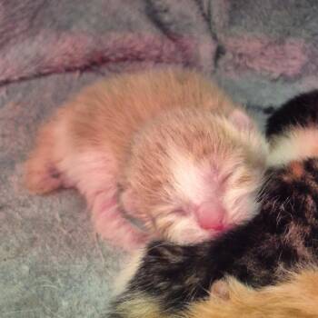 Hook -  Domestic Short Hair Cat for Adoption in Sarasota, Florida - Hook | PetCurious