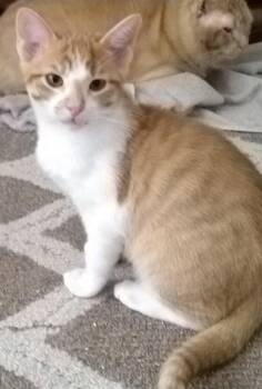 Mr. Butters -  Domestic Short Hair Cat for Adoption in Frisco, Texas - Mr. Butters | PetCurious