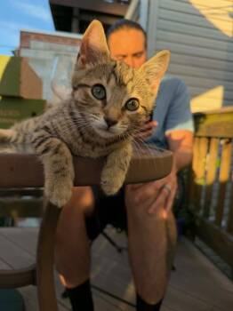 Mojito -  Domestic Short Hair Cat for Adoption in Parkville, Maryland - Mojito | PetCurious