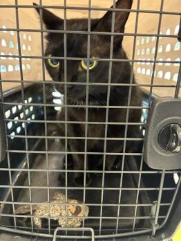 BABY -  Domestic Short Hair Cat for Adoption in Palmetto, Florida - BABY | PetCurious