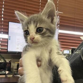 Serenity -  Domestic Short Hair Cat for Adoption in Birmingham, Alabama - Serenity | PetCurious