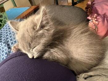 APPOLO -  Domestic Short Hair Cat for Adoption in Sacramento, California - APPOLO | PetCurious