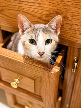 Bella Grace -  Domestic Short Hair Cat Available for Adoption in Taycheedah, Wisconsin - Bella Grace | PetCurious