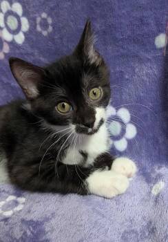 Rescue Domestic Short Hair Cats for Adoption in Tillsonburg, Ontario - PSYCHIC | PetCurious
