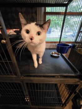 Domestic Short Hair Cats Available for Adoption in Trenton, New Jersey - Mynxie | PetCurious