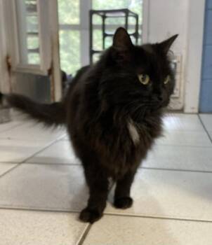 Rescue Domestic Short Hair Cats for Adoption in Huntington, New York - Sydnie | PetCurious