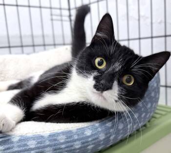 Sorry 6 months female AVAILABLE 6/24 -  Domestic Short Hair Cat for Adoption in Sterling, Massachusetts - Sorry 6 Months Female AVAILABLE 6/24 | PetCurious
