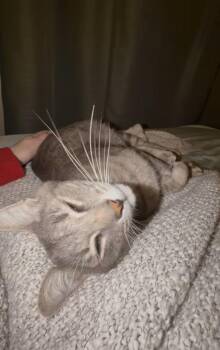 Bucket -  Domestic Short Hair and Tabby Cat for Adoption in Greensboro, North Carolina - Bucket | PetCurious