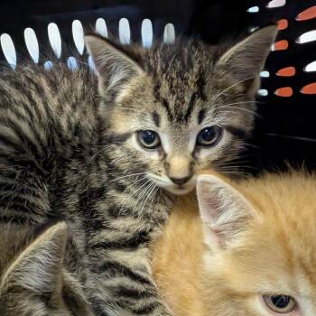 Violet -  Domestic Short Hair Cat for Adoption in Columbia, Missouri - Violet | PetCurious