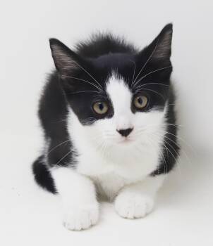 Nesta is our ACOTR princess of purrs -  Tuxedo and Maine Coon Cat for Adoption in Bedford Hills, New York - Nesta Is Our ACOTR Princess Of Purrs | PetCurious