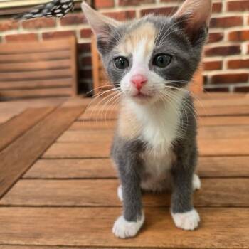 Matilda -  Domestic Short Hair Cat for Adoption in Wrightstown, New Jersey - Matilda | PetCurious