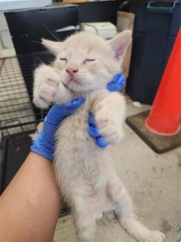 A660045 -  Domestic Short Hair Cat for Adoption in Houston, Texas - A660045 | PetCurious